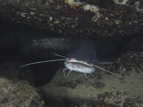 A catfish (Silurus glanis), Waller, hides under rocks with a dark, mystical background. Dive site Zollbr&uuml;cke, Rheinau, Canton Zurich, Rhine, High Rhine, Switzerland, Germany