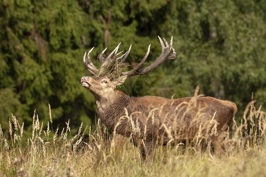 Artiodactyla, Cervus Elaphus, even-toed ungulate, cloven-hoofed, red deer, red deer, fleas, deer, mammals, mammals
