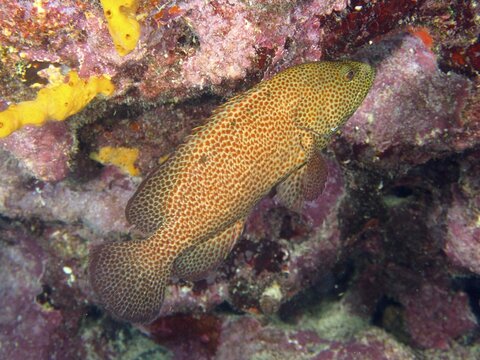 A fish with a reddish-brown scale pattern, the blood-red jewel cichlid (Cephalopholis cruentata), close-up in a coral reef, at the John Pennekamp Coral Reef State Park dive site, Key Largo, Florida Keys, Florida, USA