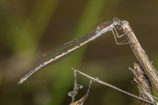 Common winter dragonfly, Sympecma fusca, winter damselfly, damselflies, dragonflies, insects, dragonflies, odonata, zygoptera