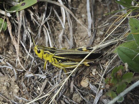 A yellow grasshopper, the Large Banded Grasshopper (Arcyptera fusca), is perched on dry ground amongst grass and leaves, Goms, Canton of Valais, Switzerland