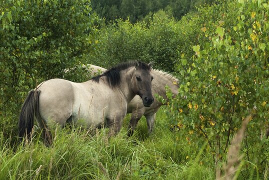 Am Swordstein, Equus Caballus sspec., Germany, odd-toed ungulates, perissodactyla, Tautenhain, Thuringia, habitat care, domesticated animals, pet, horses, landscape management, landscape preservation, mammals, horses, mammals, unpaired ungulates