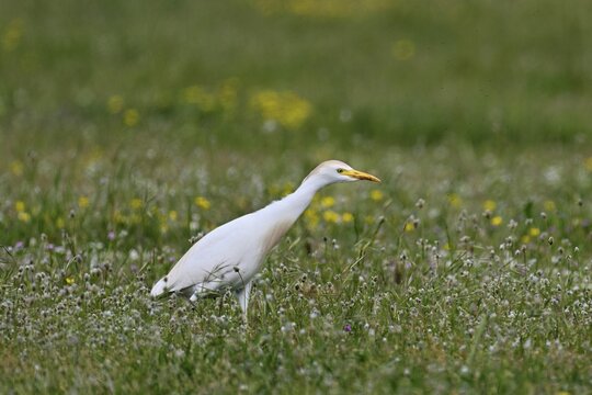 Cattle egret (Bubulcus ibis), foraging in a meadow, Camargue, southern France, France