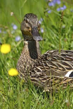 Mallard (Anas platyrhynchos), female sitting in flowering meadow, Schleswig-Holstein, Germany