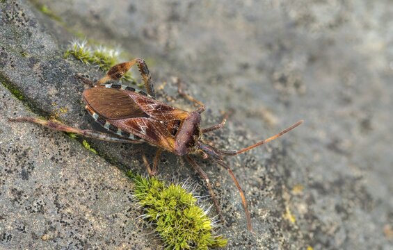 American pine bug, American cone bug, heteroptera, Leptoglossus occidentalis, neobiota, insects, pine bug, neozoon, bedbugs, western conifer seed bug, cone bug