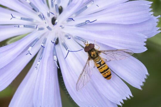 Common hoverfly (Eupeodes corollae) adult insect feeding on a Chicory flower in summer, Suffolk, England, United Kingdom