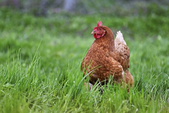 Brown laying hen standing in meadow, M&uuml;hlau, Canton of Aargau, Switzerland