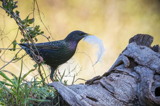 Star, Starling, Sturnus Vulgaris, Birds, Feather, Nest Building, Passeri, Songbirds, Birds