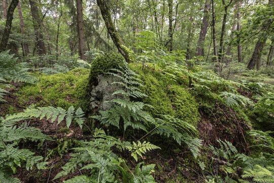 Spiny fern (Dryopteris carthusiana) in the forest, Emsland, Lower Saxony, Germany