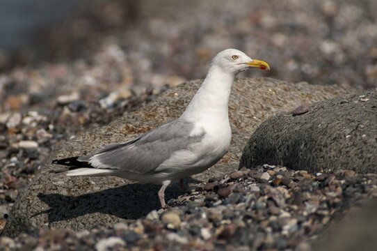 Herring gull, Larus argentatus, herring gull, birds, charadriiformes, gulls, limbols, seagulls, birds