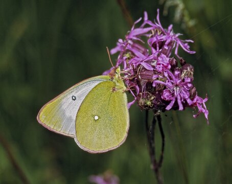 Colias palaeno, high moor yellow, moorland clouded yellow, pale arctic clouded yellow, lemon-yellow haybutterfly, butterfly, insects, butterfly, butterflies