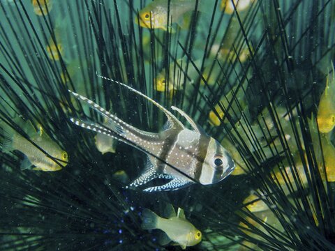 A Banggai cardinalfish (Pterapogon kauderni) swimming between the spines of a sea urchin, dive site Secret Bay, Gilimanuk, Bali, Indonesia