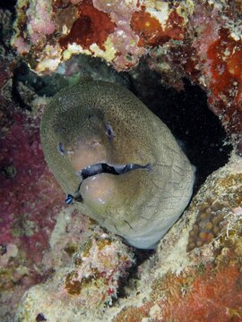 Portrait of giant moray (Gymnothorax javanicus), Dive Site House Reef, Mangrove Bay, El Quesir, Red Sea, Egypt