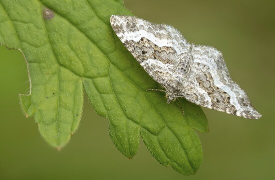 Epirrhoea alternata, geometridae, grit weeding, weeding, tensioner, butterfly, common carpet, insects, moths, moths, moths, butterfly, white-banded toothed carpet