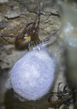 Araneae, European cave spider, cave spider, cave spider, cave web spider, cocoon, meta menardi, arachnids, cave orbweaver, cave spider, high size, portrait format, orbweaving cave spider, spider, spiders