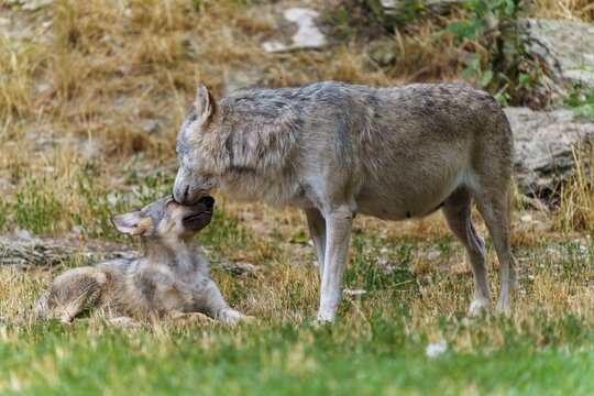 Timberwolf, wolf, American wolf (Canis lupus lycaon), Germany: A wolf shows affection for a pup on a grassy patch