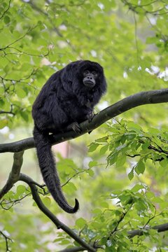 Black howler monkey (Alouatta caraya), adult, male, tree, sitting, alert, South America