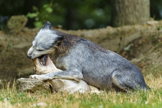 Timberwolf, wolf, American wolf (Canis lupus lycaon), Germany, a wolf dominates another in a natural setting in the green forest