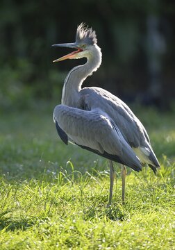 Grey Heron (Ardea cinerea), juvenile bird, nest fledgling begging for food, Baden-W&uuml;rttemberg, Germany