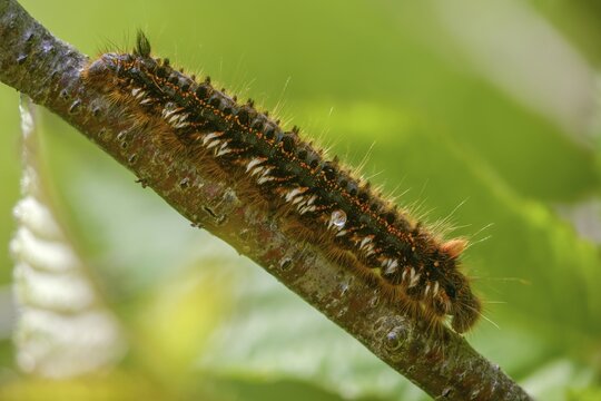 Euthrix potatoria, hen, grass hen, lasiocampidae, drinker, mealyworm, insects, moths, moths, caterpillar, butterflies