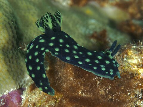 Neon star snail (Nembrotha cristata) with green dots, moving over the reef, dive site Spice Reef, Penyapangan, Bali, Indonesia