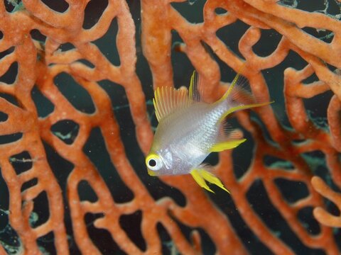 A small fish, a juvenile Golden damselfish (Amblyglyphidodon aureus), swimming near bright orange coral formations, Spice Reef dive site, Penyapangan, Bali, Indonesia
