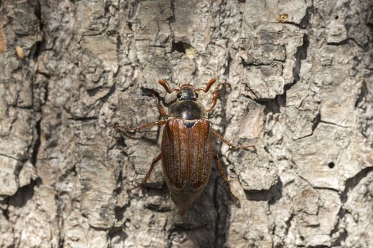 Leaf horn beetle, field may beetle, common may beetle, may bug, melolontha melolontha, scarabaeidae, beetle, cockchafer, coleoptera, doodlebug, insects, beetles