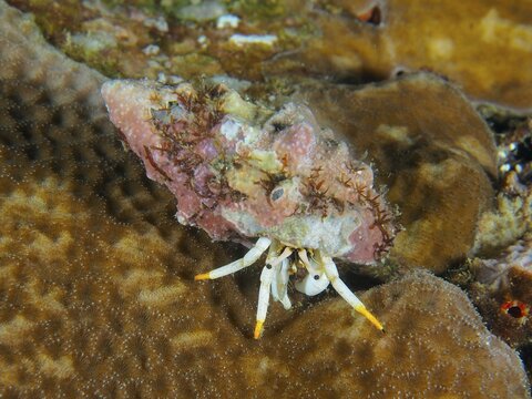 A hermit crab in pink and brown shell, Small White Hermit Crab (Calcinus minutus), on corals, dive site Pidada, Penyapangan, Bali, Indonesia
