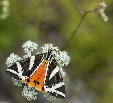 Callimorpha quadripunctaria, Euplagia quadripunctaria, jersey tiger, Panaxia quadripunctaria, Russian bear, Spanish flag, butterfly, insects, moths, moths, moths, butterfly