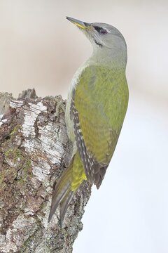 Grey-headed Woodpecker (Picus canus), a male perched on the trunk of a grey birch (Betula populifolia) whilst foraging, wildlife, woodpeckers, birds, nature photography, Wilnsdorf, North Rhine-Westphalia, Germany