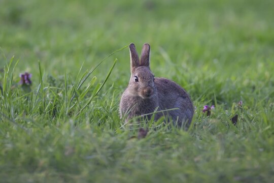 Rabbit (Oryctolagus cuniculus) wild juvenile baby animal in grassland in the summer, England, United Kingdom