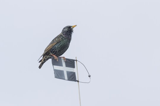 Common starling (Sturnus vulgaris) adult bird singing on a flag, England, United Kingdom