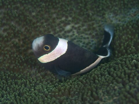Black fish with conspicuous white stripe, saddle spot anemonefish (Amphiprion polymnus), on green sea anemone, dive site House Reef, Penyapangan, Bali, Indonesia
