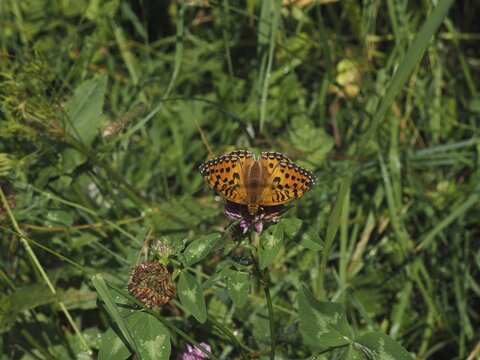 An orange and black spotted butterfly, the Large Pearl-bordered Fritillary (Speyeria aglaja), resting on a flower in a green setting, Goms, Canton of Valais, Switzerland