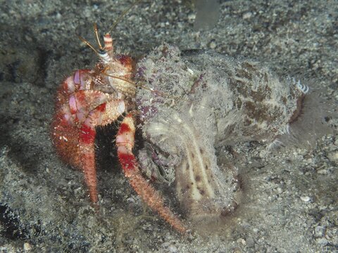 A Red Hermit Crab (Dardanus calidus) carries its shell across the sandy seabed, dive site: Hausriff, Stoja, Pula, Croatia, Mediterranean Sea