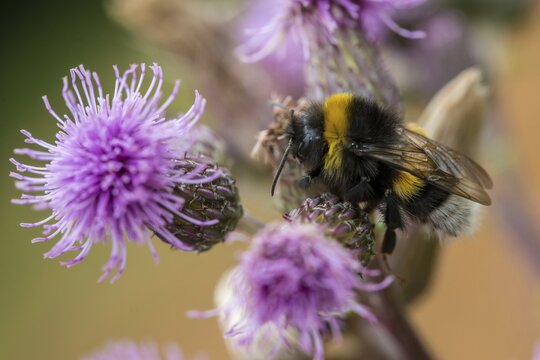 Apidae, bees, bombus lucorum, hymenoptera, insects, white-tailed bumblebee, white-tailed bumblebee