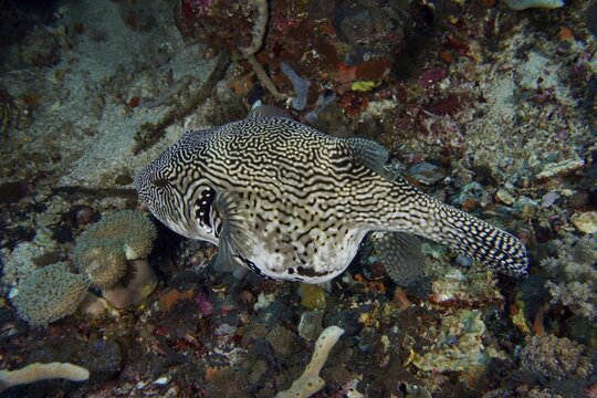 Black and white marbled fish, map pufferfish (Arothron mappa), on the seabed, dive site SD, Nusa Ceningan, Nusa Penida, Bali, Indonesia