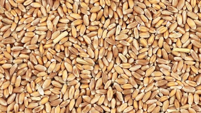 Golden wheat grains close up as full frame texture background. Raw cereal seeds harvest concept for agriculture, baking bread and healthy food production