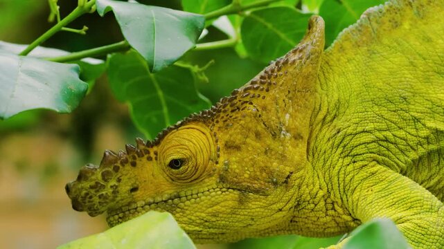 Close up of a Parson's Chameleon (Calumma parsonii) in Madagascar island