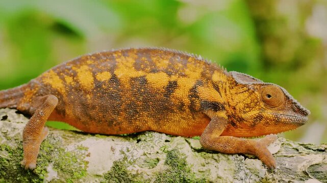 Full body view of a beautiful panther chameleon (Furcifer pardalis) in tropical rainforest of Madagascar island