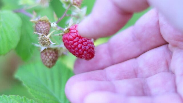 Hand picking ripe red raspberry from bush in garden. Farmer harvesting fresh organic berries. Healthy food, agriculture and summer harvest concept
