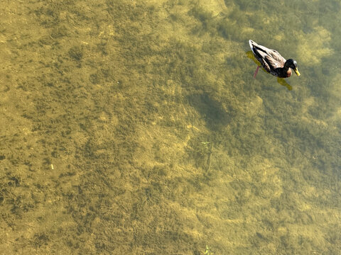 NC Cornelius Male Mallard Swimming 2026
