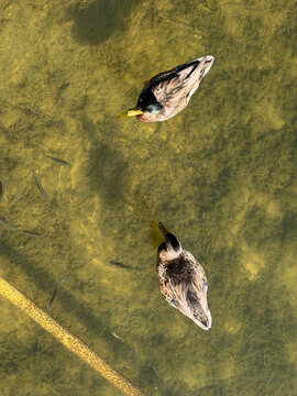 NC Cornelius Mallard Couple V 2026