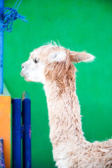 alpaca in the zoo © Aisyaturridlo