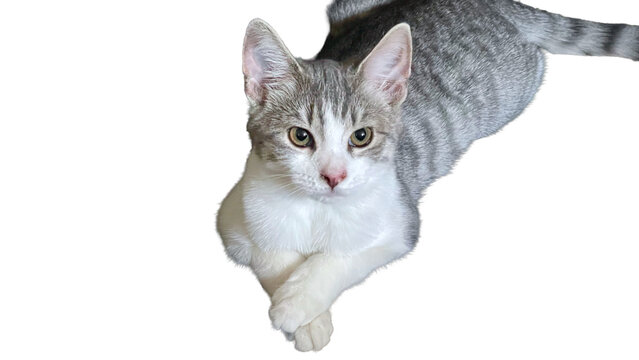 gray and whit striped kitten portrait with paws crossed Isolated on transparent background 