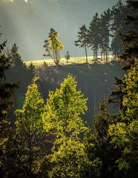 Sunlit forest landscape with golden foliage, pine tree, hillside and misty mountain woodland creating peaceful autumn scene