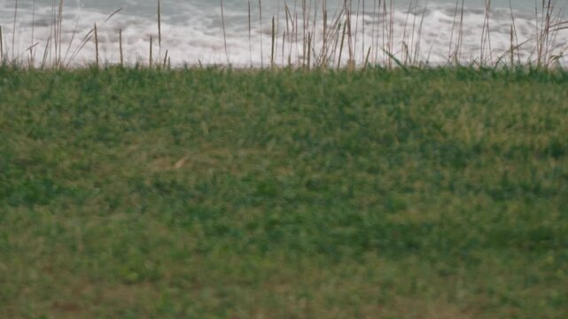 A grassy open space with a beach where waves are washing ashore in the background

