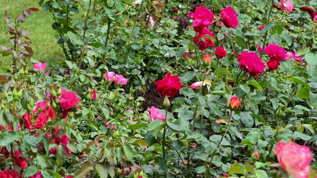 Beautiful blooming rose garden in summer in Dow gardens , Michigan.