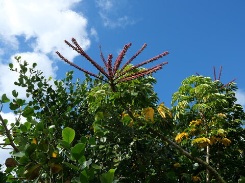 Flowering Octopus Tree (Schefflera actinophylla) Against Clear Blue Sky in Hawaii