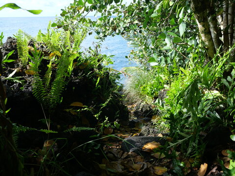 Tropical Coastal Trail Leading to Kehena Black Sand Beach on Hawaii Island